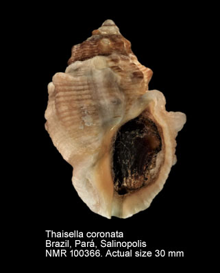 Thaisella coronata (4).jpg - Thaisella coronata (Lamarck,1816)